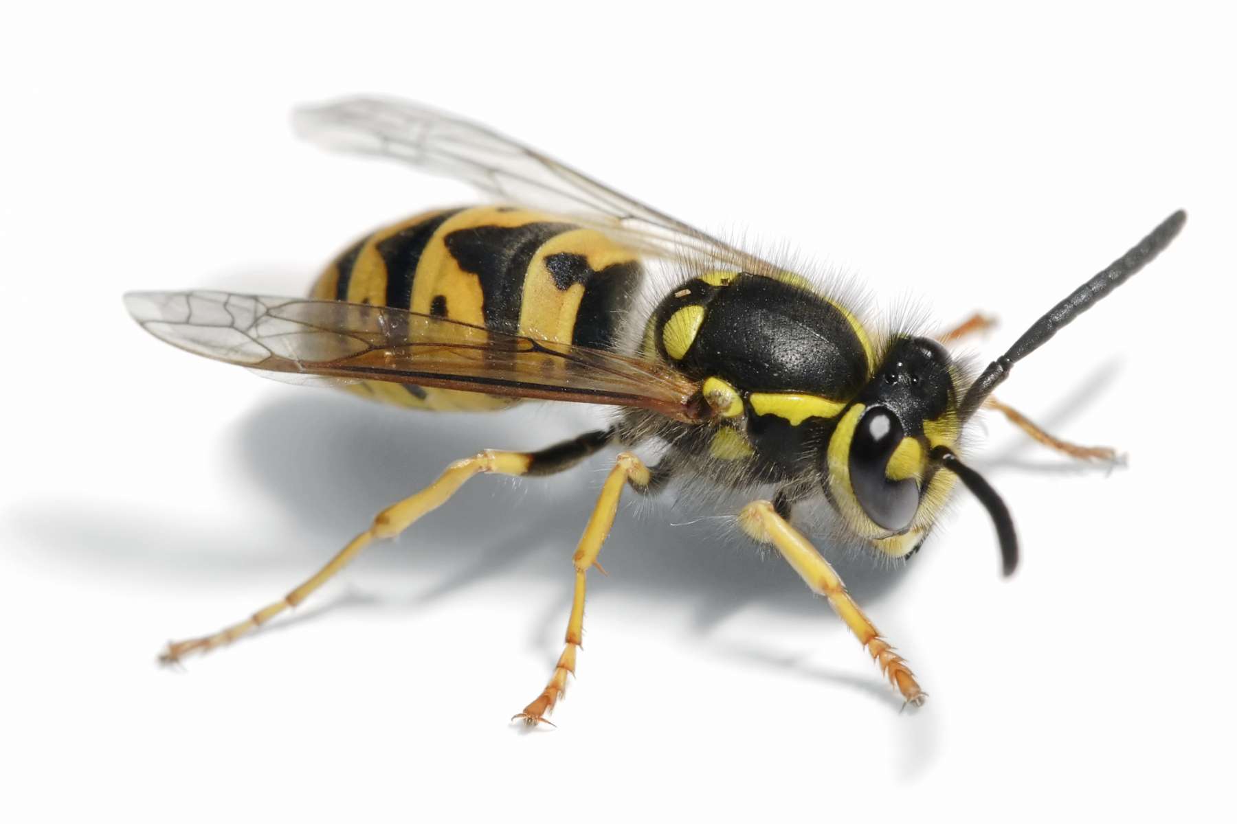 Wasp Removal   and treatment