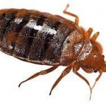 bed bug removal and treatment