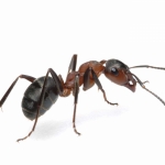 ant control  and treatment