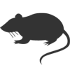 Rat Control Services
