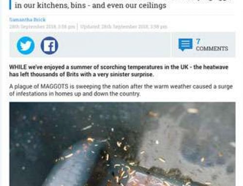 Summer heatwave and cheap rat poison has sparked a plague of MAGGOTS in the UK